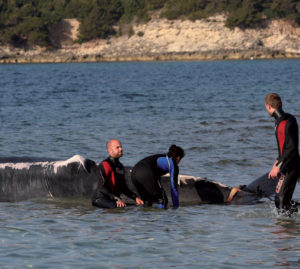 Parla veneto il difensore delle balene