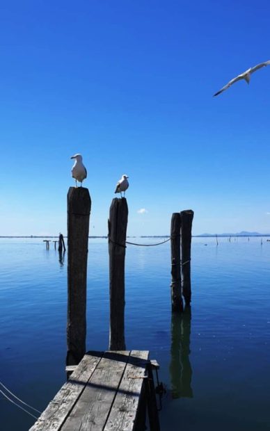 Venezia e i gabbiani: il satellite aiuterà la convivenza?