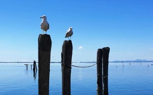 Venezia e i gabbiani: il satellite aiuterà la convivenza?