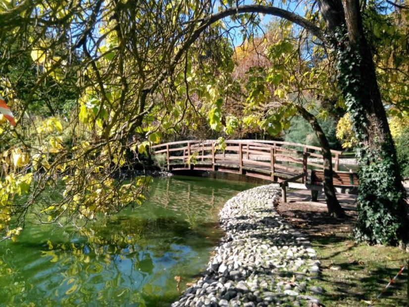 Patrimonio arboreo: alberi e verde pubblico crescono del 10%