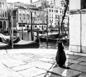 Venezia celata dietro a un gatto