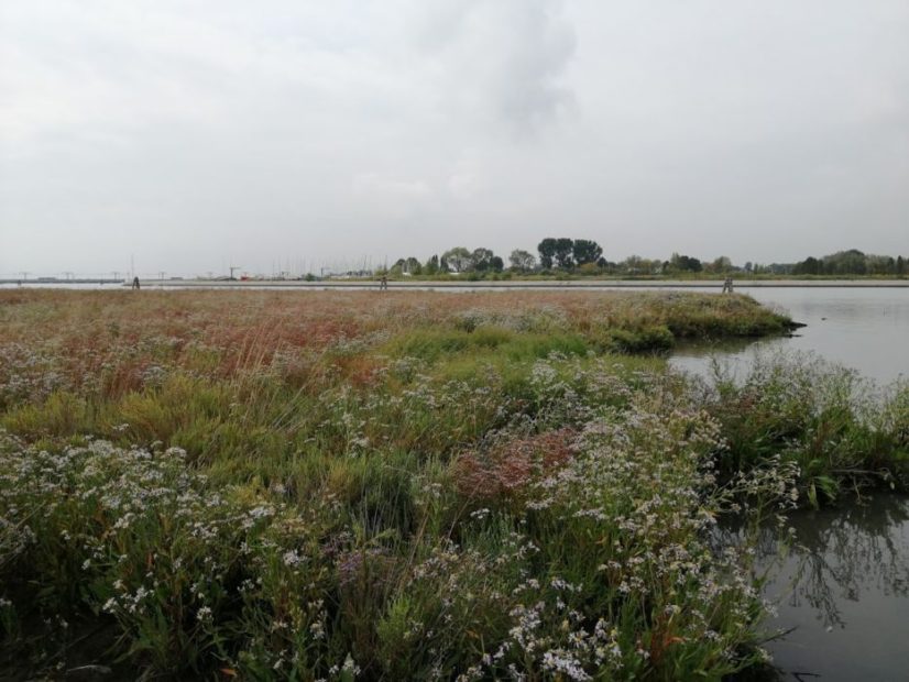 Venezia: insieme contro rifiuti e microplastiche. Il 3 e 4 ottobre World Clean Up Day