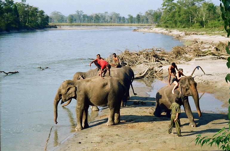 Nepal Bagno con gli elefanti a Citwan 