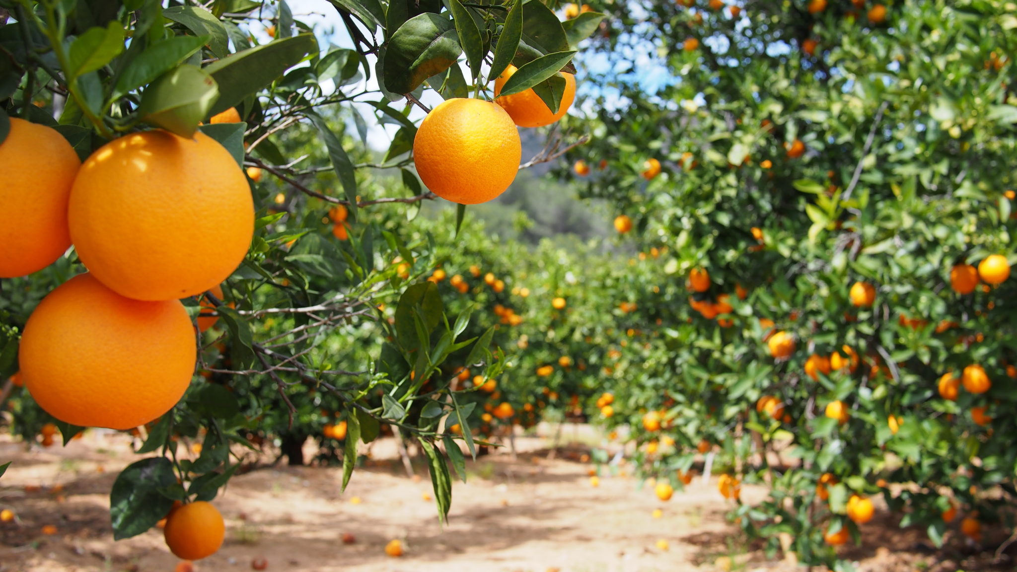 Orange spain