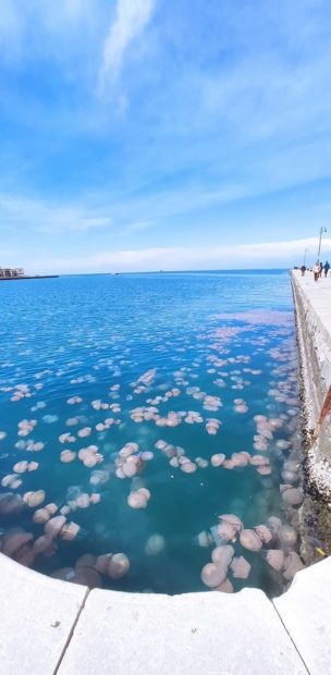 Meduse nel Golfo di Trieste @ Lorenzo Zuffi