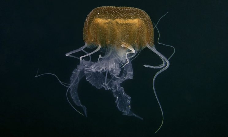 La medusa Pelagia benovici @biologiamarina.org