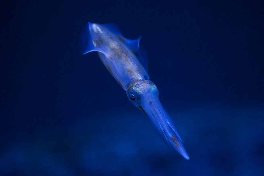 Calamari e "orsetti" nello spazio: il 3 giugno in orbita