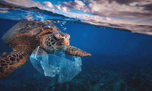 Giornata mondiale degli oceani, il mondo si mobilita per salvare il mare