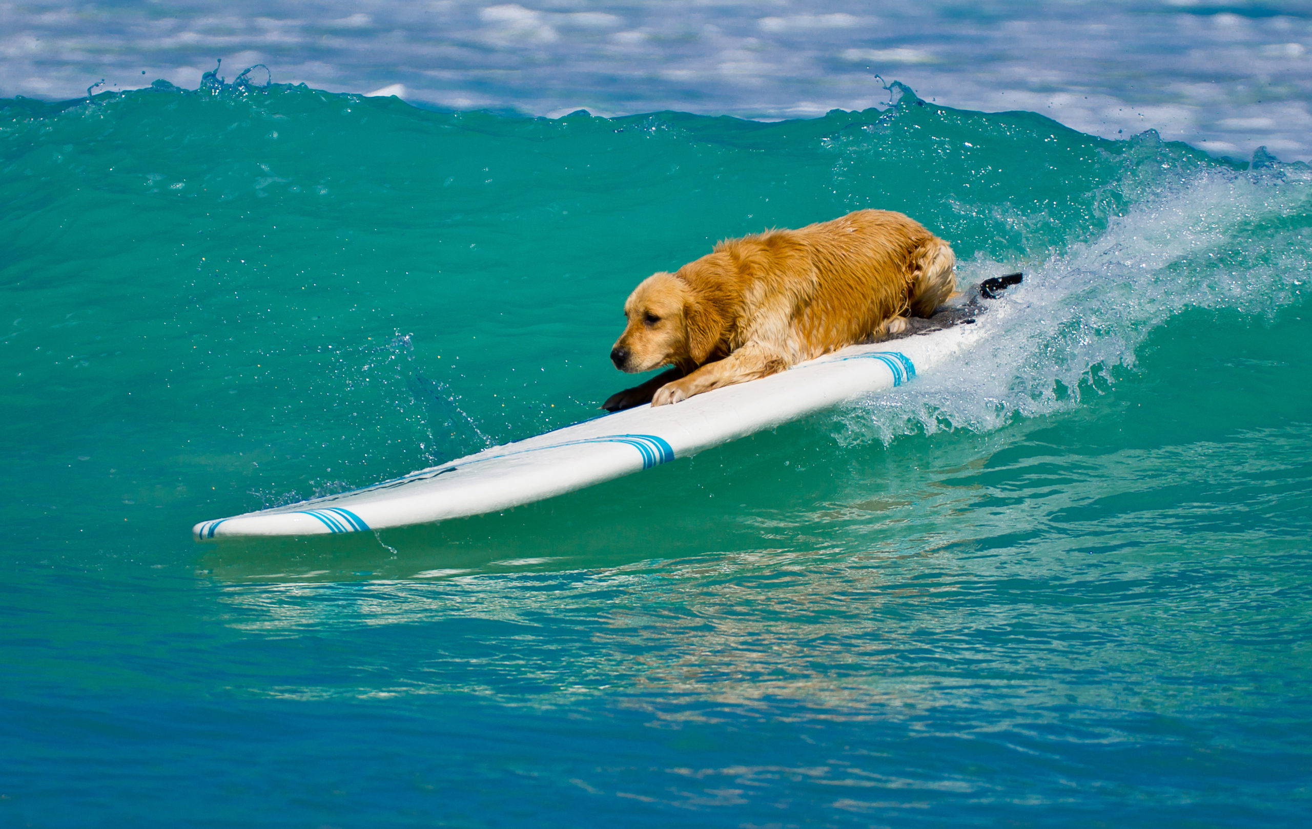 Giornata mondiale del cane: gli accessori pet-friendly