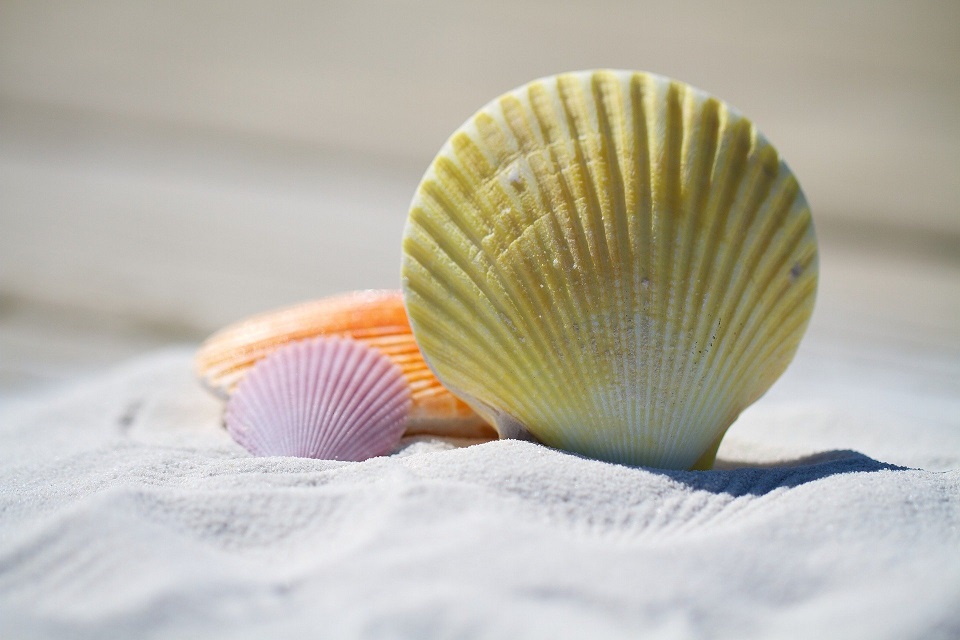 Raccogliere le conchiglie al mare, perché è illegale e qual è la multa