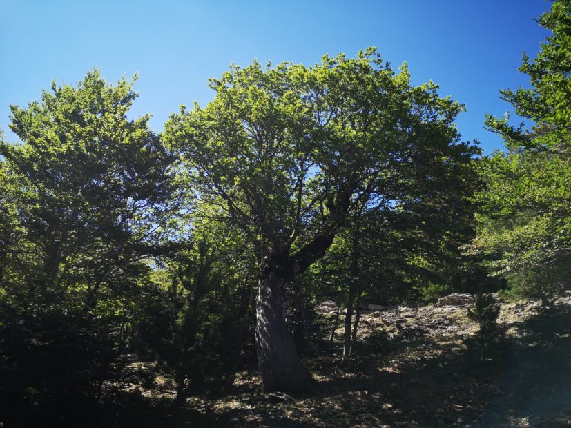 Demetra: è sull’Aspromonte la quercia più antica del mondo