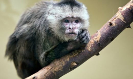 Soldi, scambi e "devianze": le scimmie come gli umani