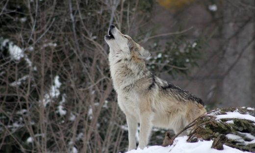 Attenti al lupo: l'UE valuta se slegarlo dalle specie protette