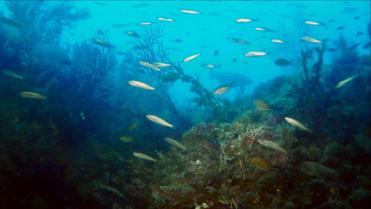 Secche di Tor Paterno: le “Galapagos del Mediterraneo”