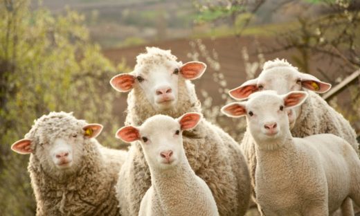  Mucche e pecore inquinano: tassiamole!