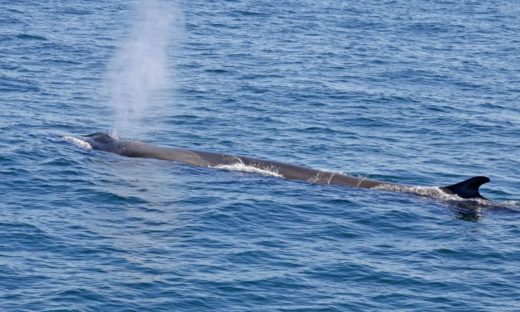 Canto delle balene: il linguaggio segreto che unisce uomo e cetacei