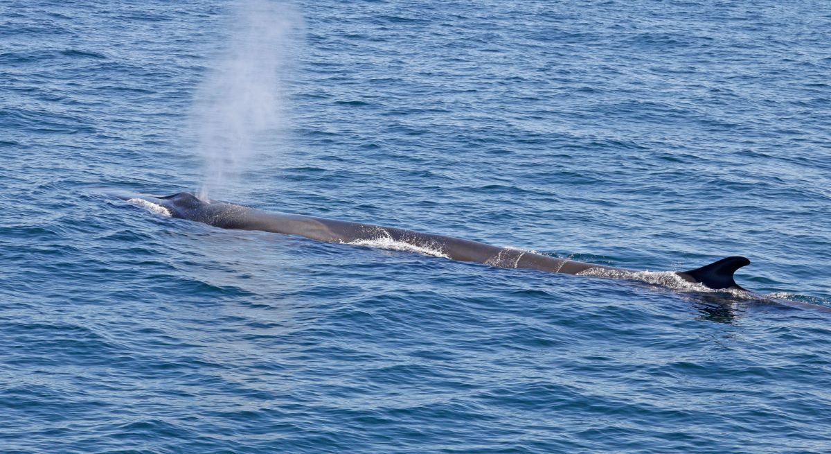 Canto delle balene: il linguaggio segreto che unisce uomo e cetacei