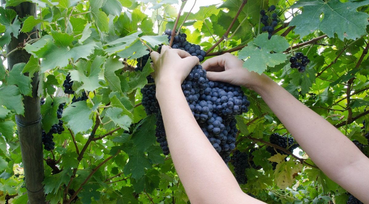 Vendemmia 2024 al via: mai così presto