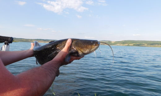 Pesce siluro: la Lombardia vara il Piano per contenere la specie