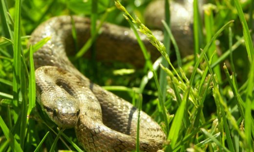 Serpenti : diverse segnalazioni a Roma, a Recanati e nel veneziano