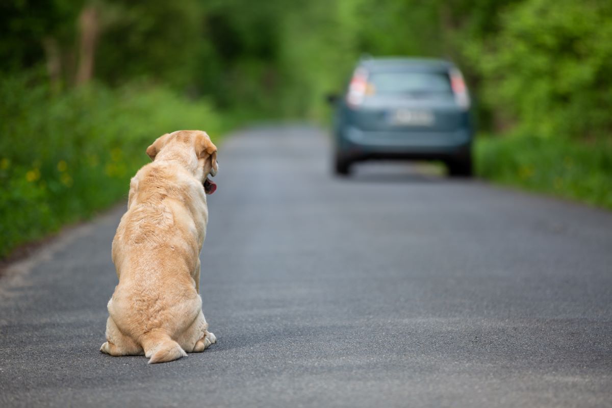 abbandono degli animali