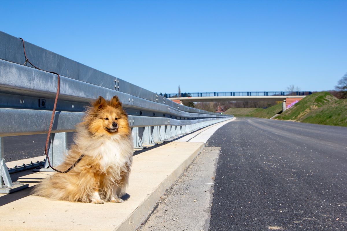 L'abbandono degli animali nel nuovo codice della strada