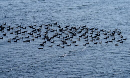 I cormorani sempre più numerosi a Venezia