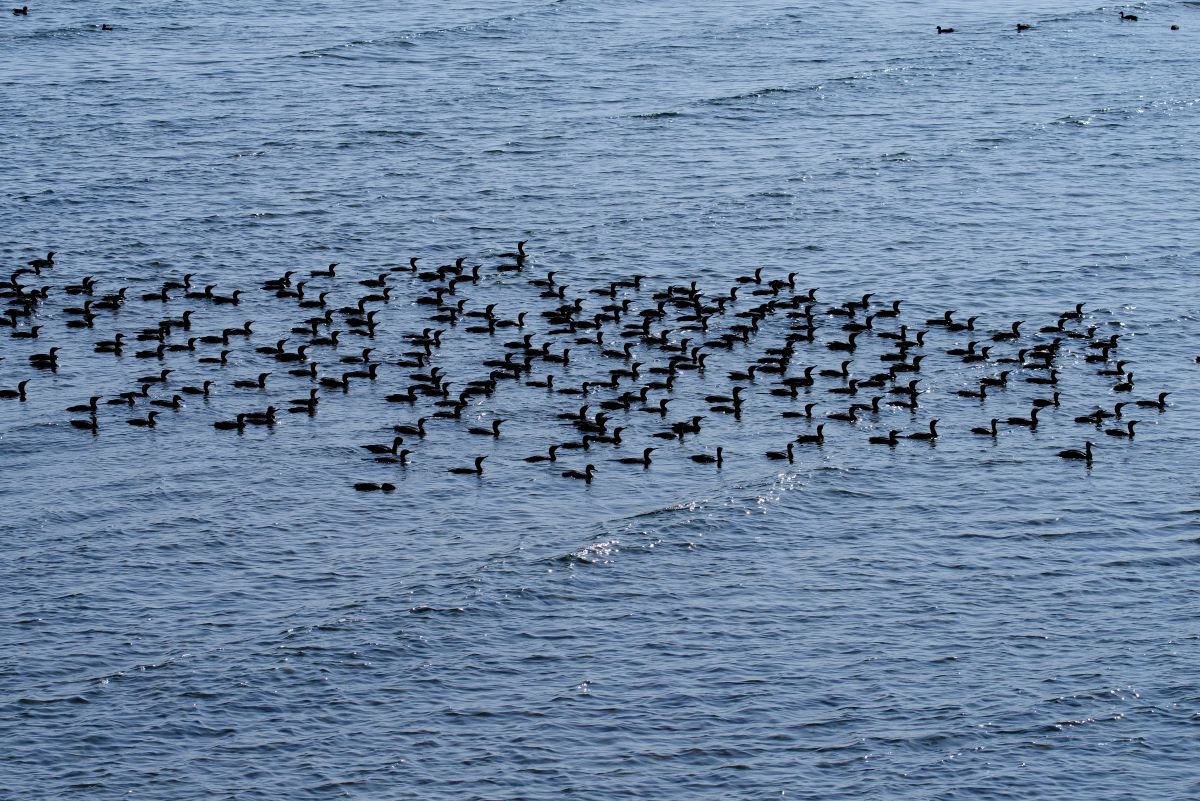 I cormorani sempre più numerosi a Venezia