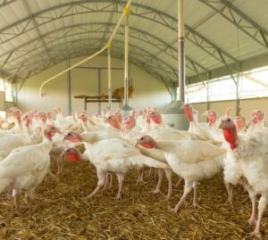 Influenza aviaria: focolaio tra 39 mila tacchini nel padovano