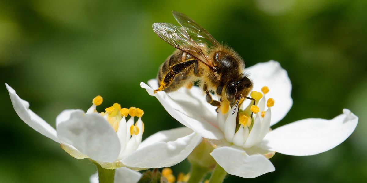 La Giornata mondiale delle api per salvaguardare la biodiversità