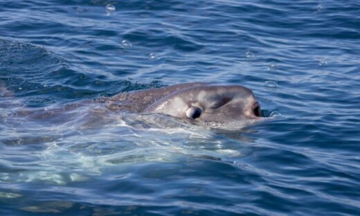 Pesci luna spiaggiati: triste novità in Adriatico