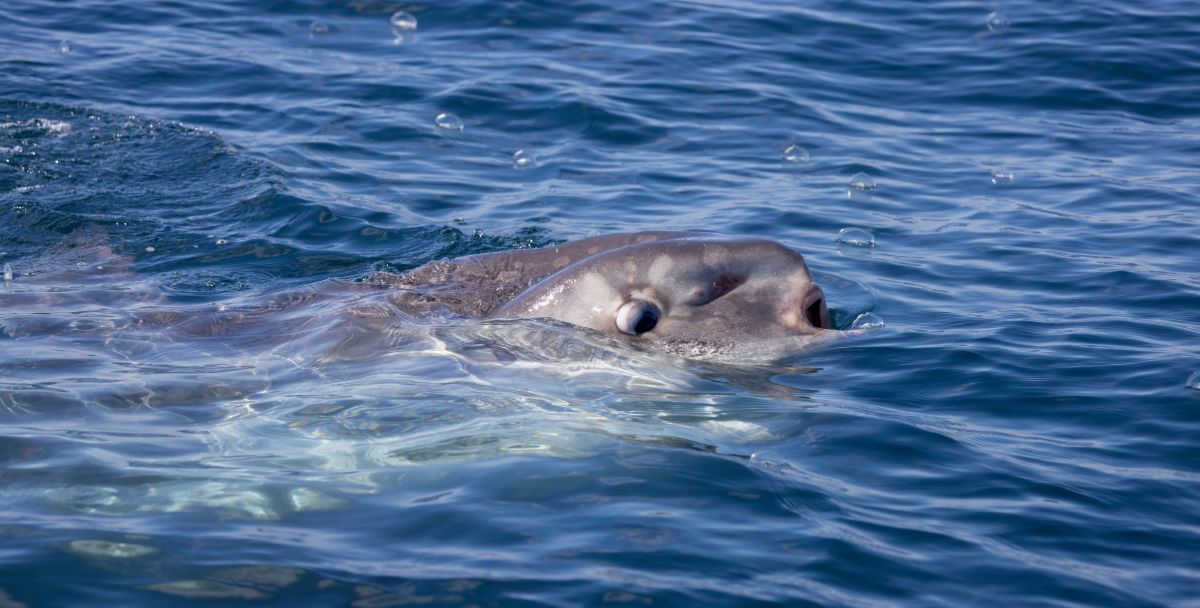 Pesci luna spiaggiati: triste novità in Adriatico