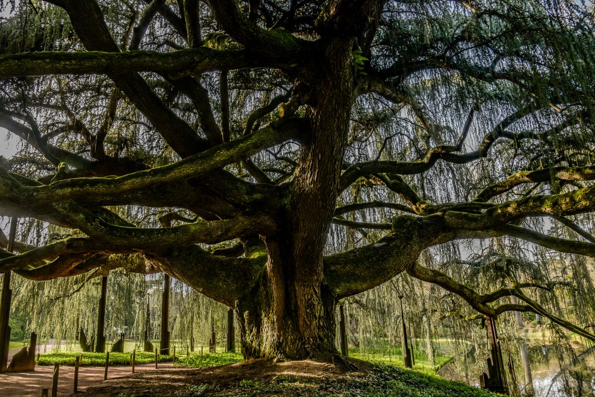 alberi monumentali