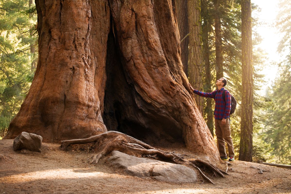 Alberi monumentali: sono oltre 250 le specie in Italia