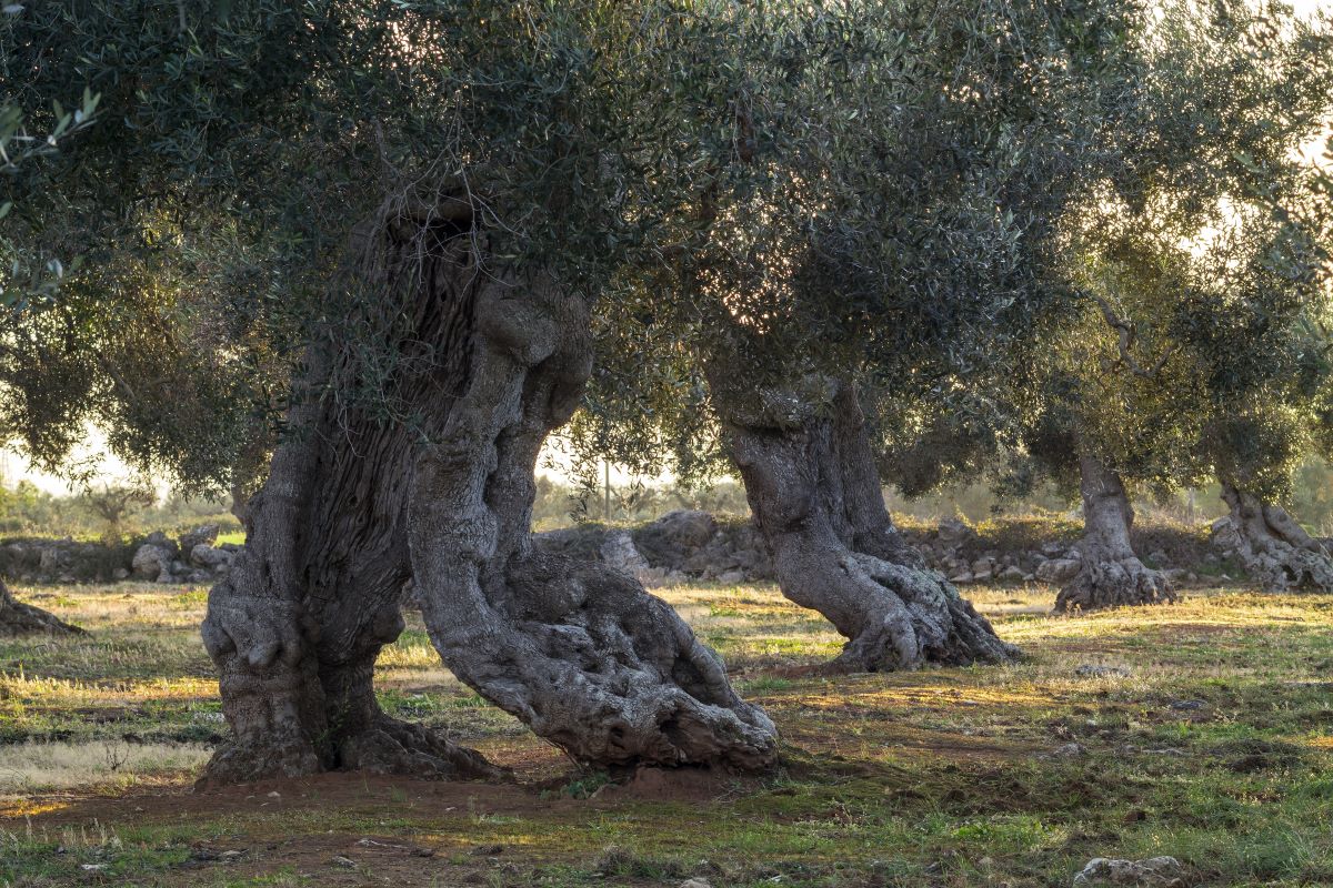 alberi monumentali