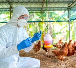 Aviaria: in arrivo 665 mila dosi di vaccino per allevatori e veterinari