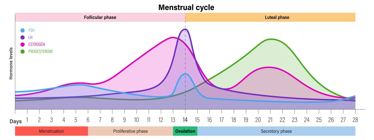 ciclo mestruale