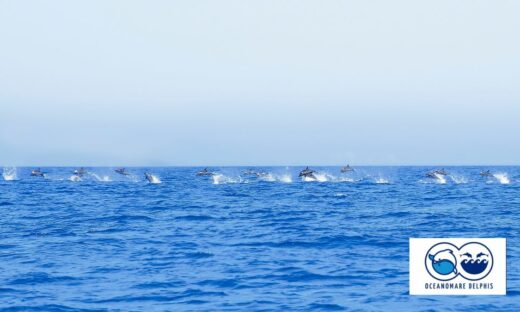 La danza di 200 delfini al largo di Ischia
