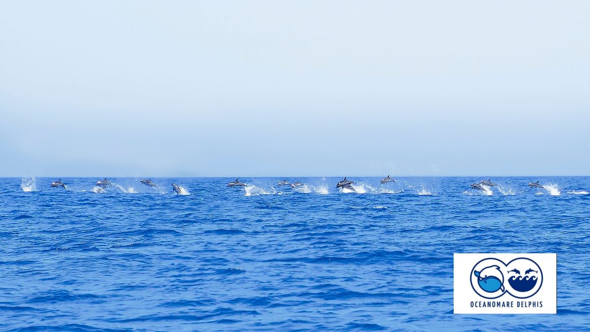 La danza di 200 delfini al largo di Ischia