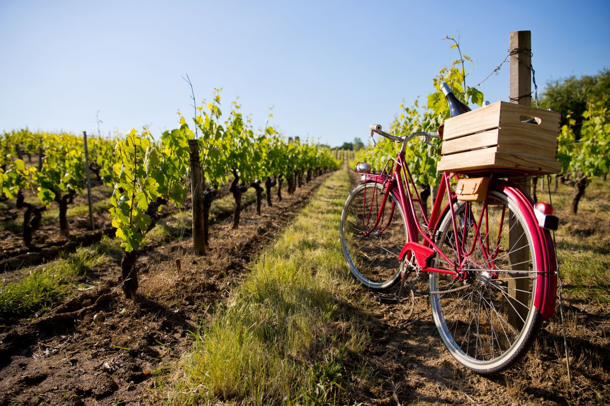 In bici tra vigneti, borghi e cantine