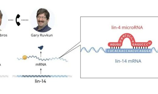 Nobel: vince il microRna, che agisce sugli interruttori delle cellule