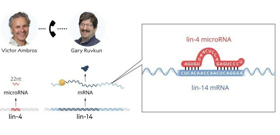 Nobel: vince il microRna, che agisce sugli interruttori delle cellule