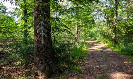 Alberi certificati: il legno che tutela il futuro