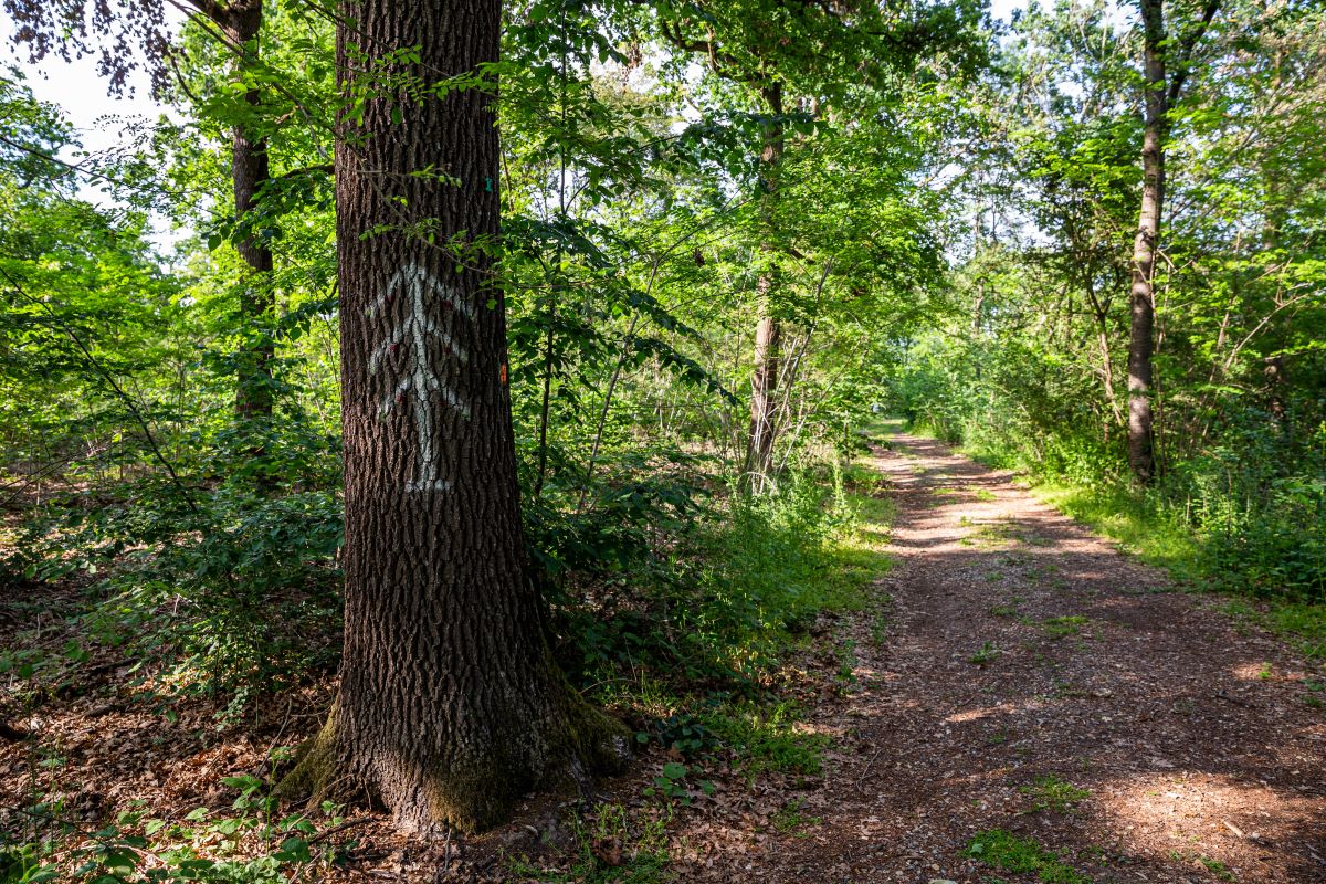 Alberi certificati: il legno che tutela il futuro