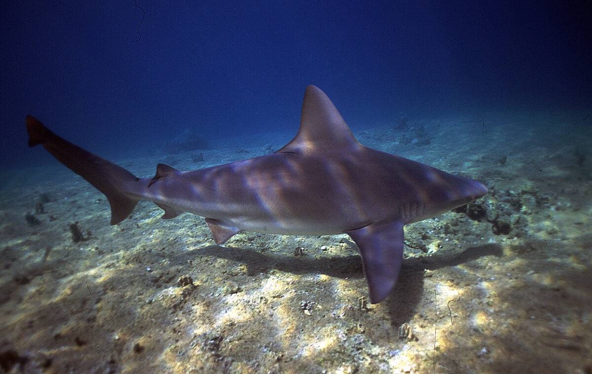 Gardaland SEA LIFE: la sfida per salvare gli squali in pericolo