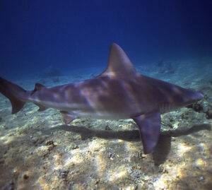 Gardaland SEA LIFE: la sfida per salvare gli squali in pericolo