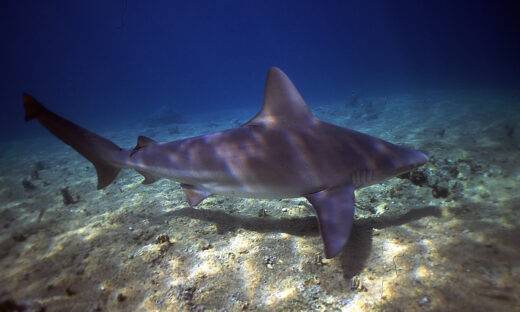 Gardaland SEA LIFE: la sfida per salvare gli squali in pericolo